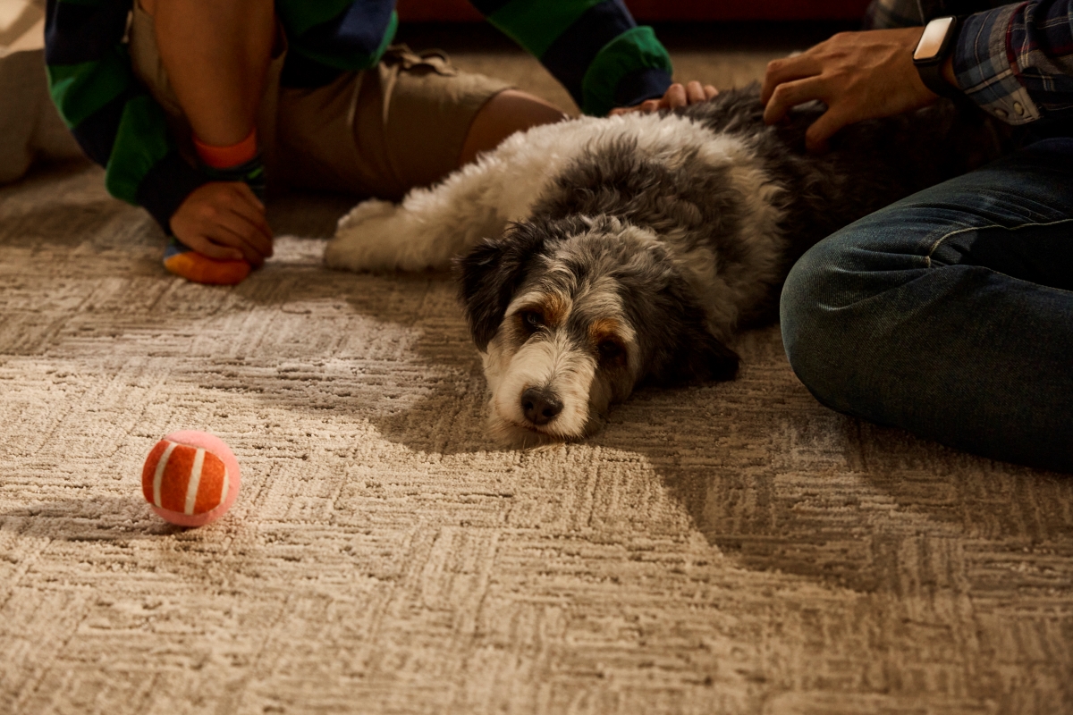Engineered_HardAndSoft_Dog_Dad_And_Son_3264